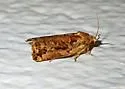 Archips oporana - Hodges#3663 - photo 5