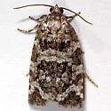 Spring Spruce Needle Moth - Hodges#3667 - Archips packardiana
