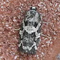 Spring Spruce Needle Moth - Hodges#3667 - photo 2