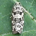 Spring Spruce Needle Moth - Hodges#3667 - photo 3
