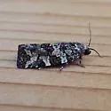 Spring Spruce Needle Moth - Hodges#3667 - photo 4