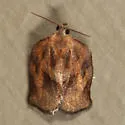 Archips purpurana - Hodges#3658