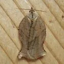 Archips purpurana - Hodges#3658 - photo 2