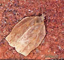 Archips purpurana - Hodges#3658 - photo 3