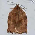 Archips purpurana - Hodges#3658 - photo 4