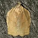 Archips purpurana - Hodges#3658 - photo 5