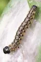 Southern Ugly-nest Caterpillar Moth - Hodges#3662 - photo 2