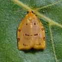Southern Ugly-nest Caterpillar Moth - Hodges#3662 - photo 3