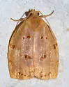 Southern Ugly-nest Caterpillar Moth - Hodges#3662 - photo 4