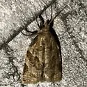 Rose Tortrix Moth - Hodges#3650 - photo 2