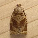 Rose Tortrix Moth - Hodges#3650 - photo 4