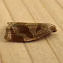 Rose Tortrix Moth - Hodges#3650 - photo 5