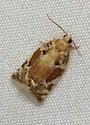 Oak Leafroller Moth - Hodges#3653 - photo 2
