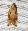 Oak Leafroller Moth - Hodges#3653 - photo 4