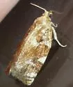 Oak Leafroller Moth - Hodges#3653 - photo 5