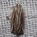 Striated Tortrix - Hodges#3664 - Archips strianus