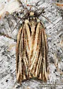 Striated Tortrix - Hodges#3664 - photo 2