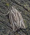 Striated Tortrix - Hodges#3664 - photo 3