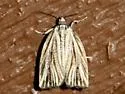 Striated Tortrix - Hodges#3664 - photo 4