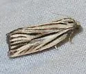 Striated Tortrix - Hodges#3664 - photo 5
