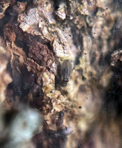 Archipsocus floridanus - photo 2