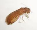 Archipsocus sp-one-florida - photo 2