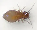 Archipsocus sp-one-florida - photo 3