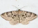 Archirhoe associata - Hodges#7297