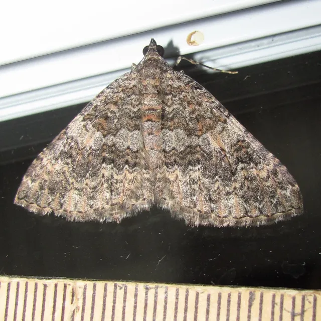 Archirhoe neomexicana - Hodges#7295 - photo 2