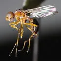 Archisepsis pleuralis