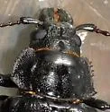 Live-oak Root Borer - photo 2