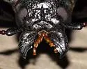 Live-oak Root Borer - photo 3