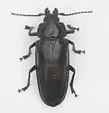 Live-oak Root Borer - photo 4