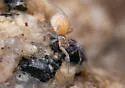 Archoleptoneta schusteri