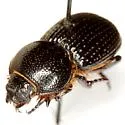 Archophileurus cribrosus - photo 3