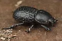 Archophileurus cribrosus - photo 4