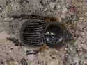 Archophileurus cribrosus - photo 5