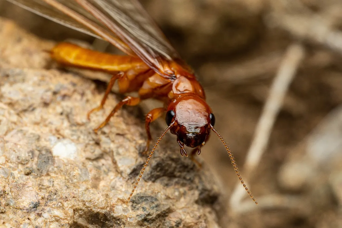 Rottenwood Termites - photo 2