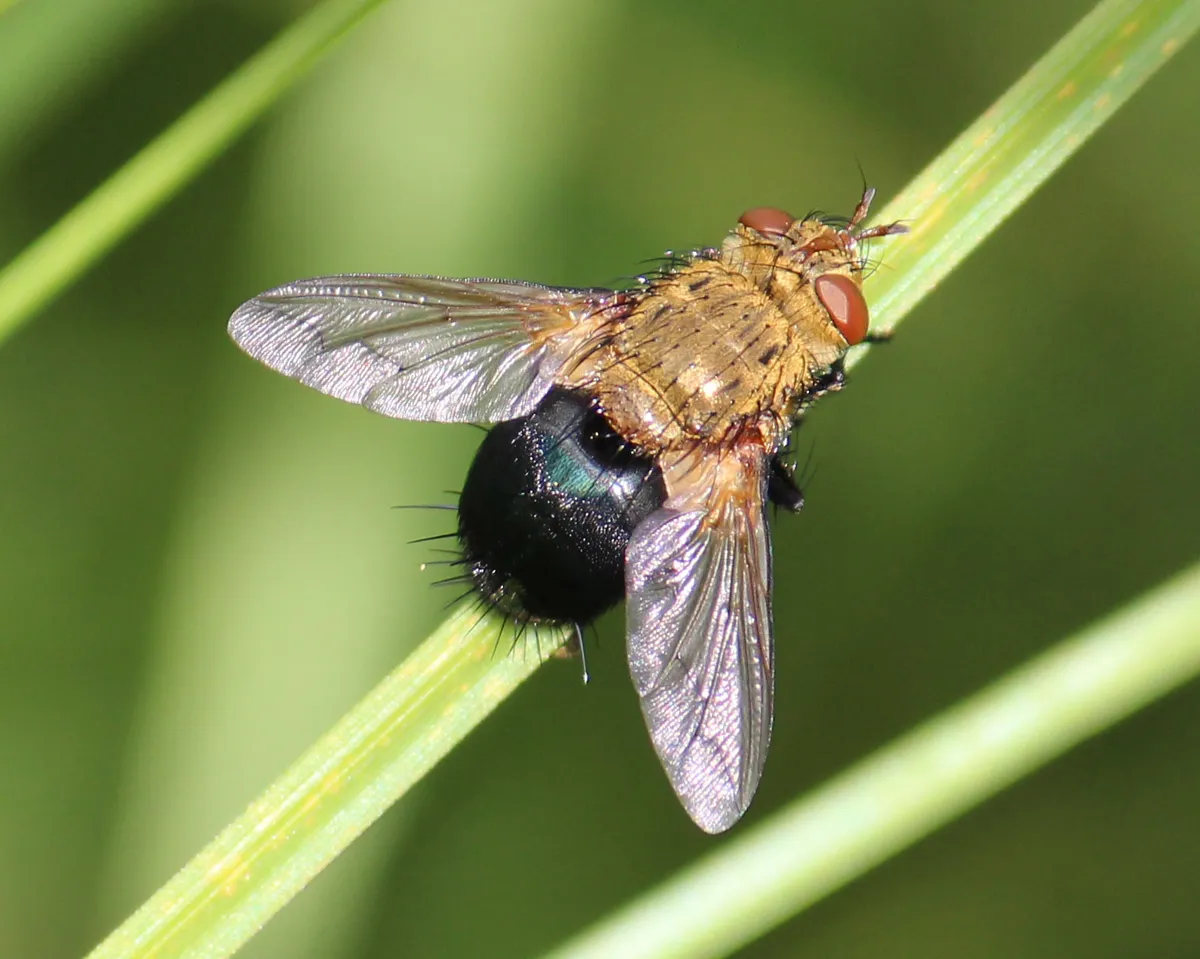 Archytas apicifer