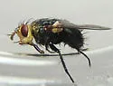 Archytas aterrimus