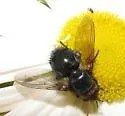 Archytas aterrimus - photo 3