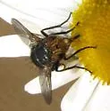 Archytas aterrimus - photo 4