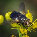 Archytas lateralis