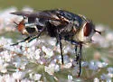 marmoratus species group - photo 4
