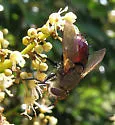 Archytas rufiventris