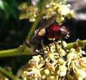 Archytas rufiventris - photo 2