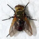 Archytas rufiventris - photo 3