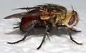 Archytas rufiventris - photo 4