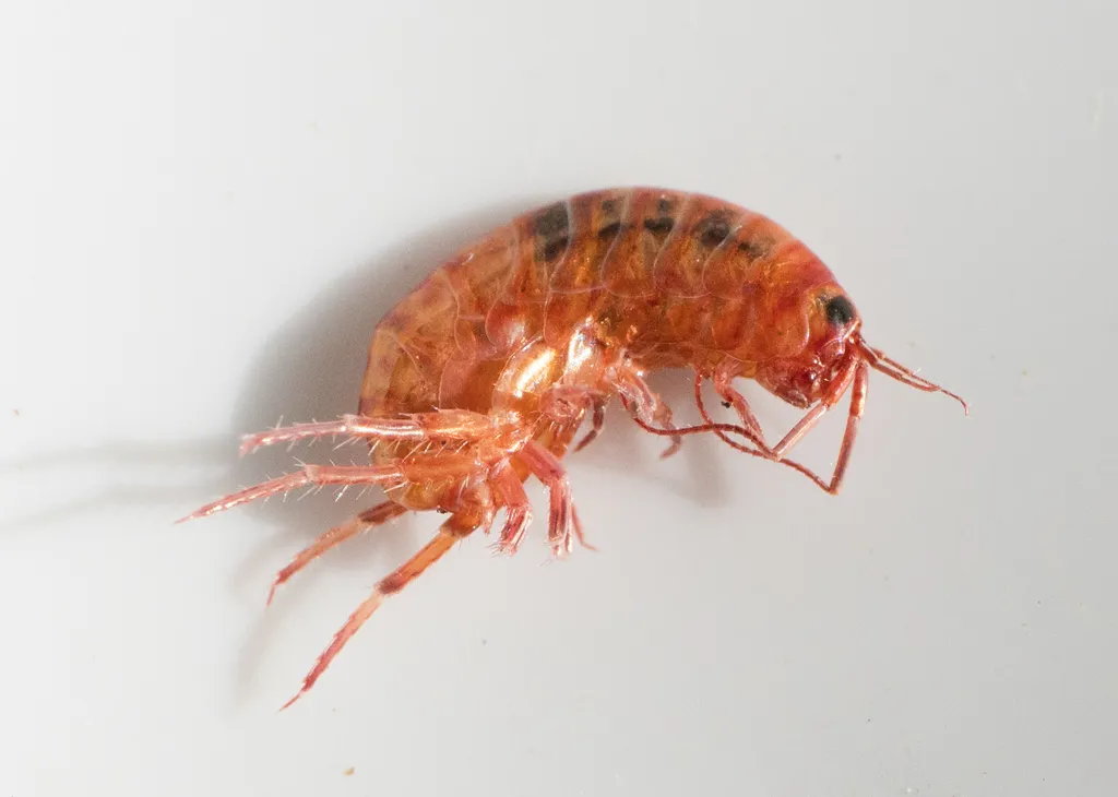 Lawn Shrimp - photo 2