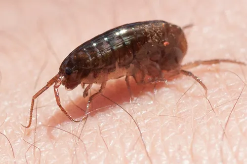 Lawn Shrimp - photo 4